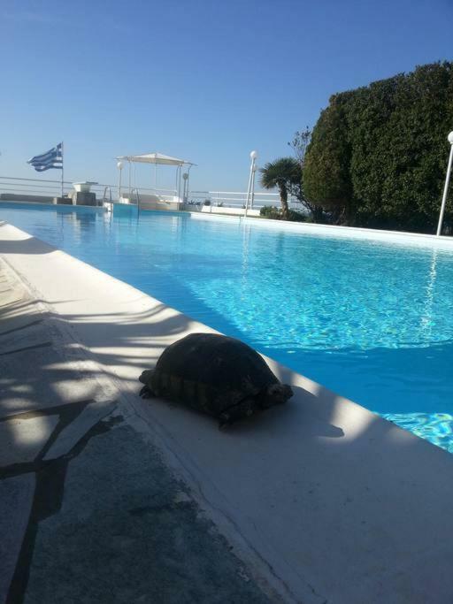 Beautiful, Private Villa By The Sea Agia Marina  Eksteriør billede